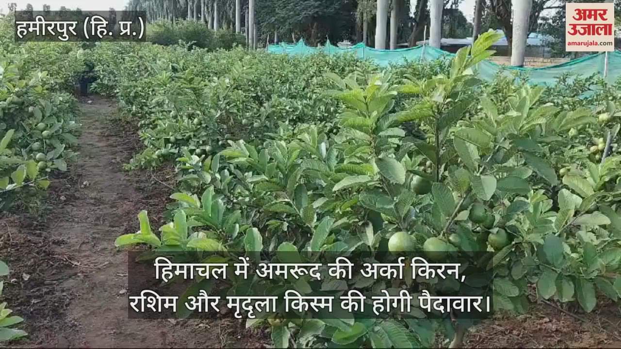 VIDEO : Arka Kiran, Rashim and Mridula varieties of guava will be produced in Himachal