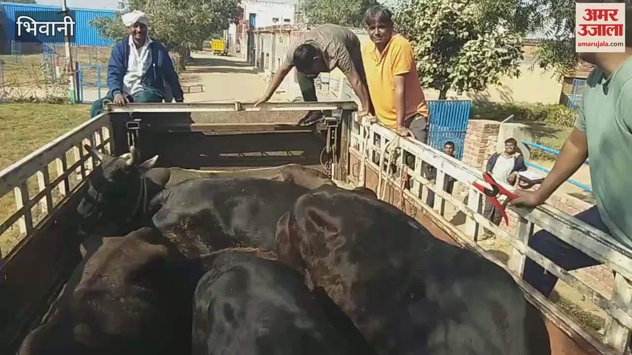 VIDEO : campaign to make the city cattle free by giving protection to stray cows started in Bhiwani