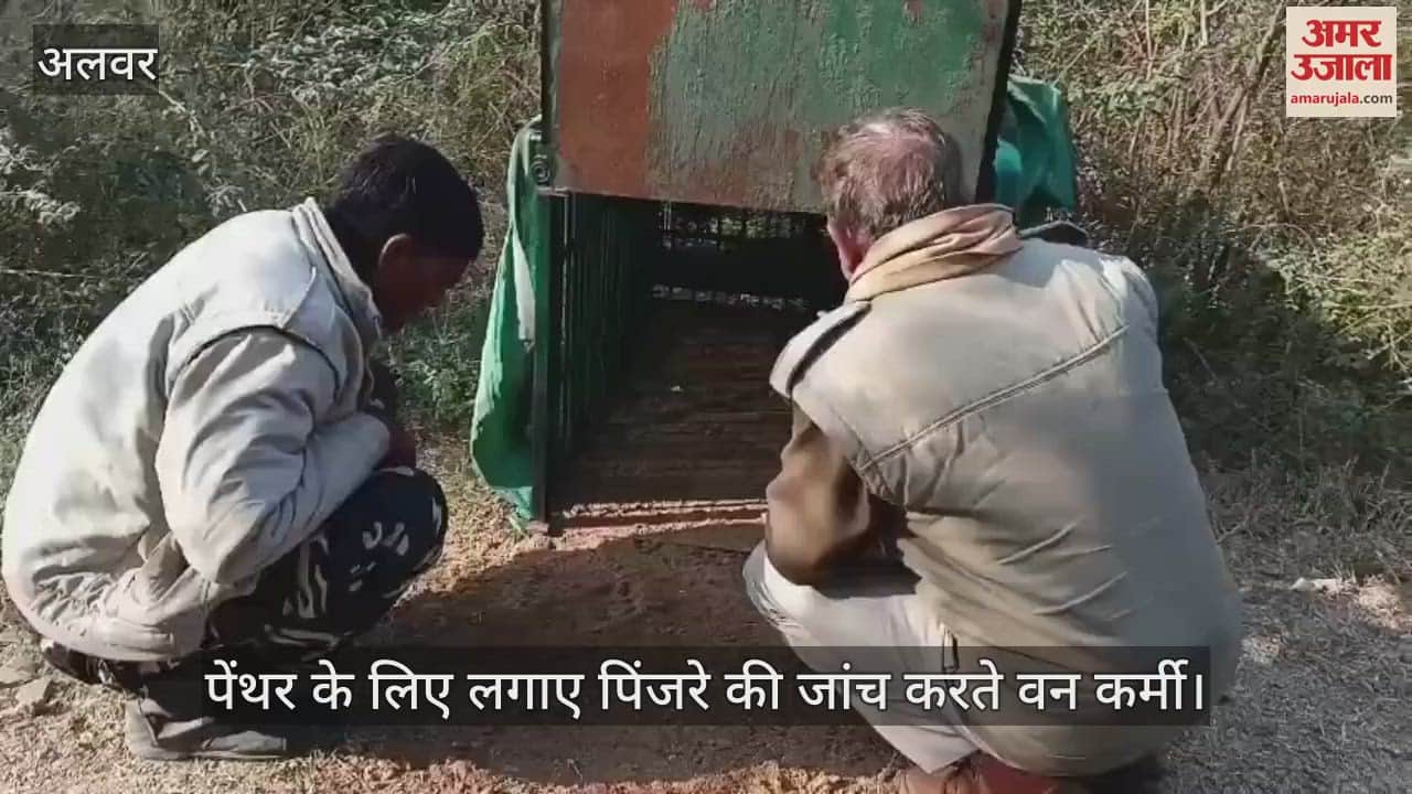 Alwar News: Forest department is unable to catch the panther which has been absconding for ten days