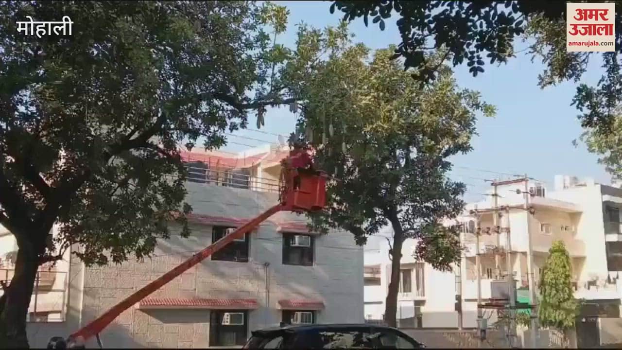 VIDEO : Mohali Municipal Corporation started work of plucking Balam cucumbers from trees