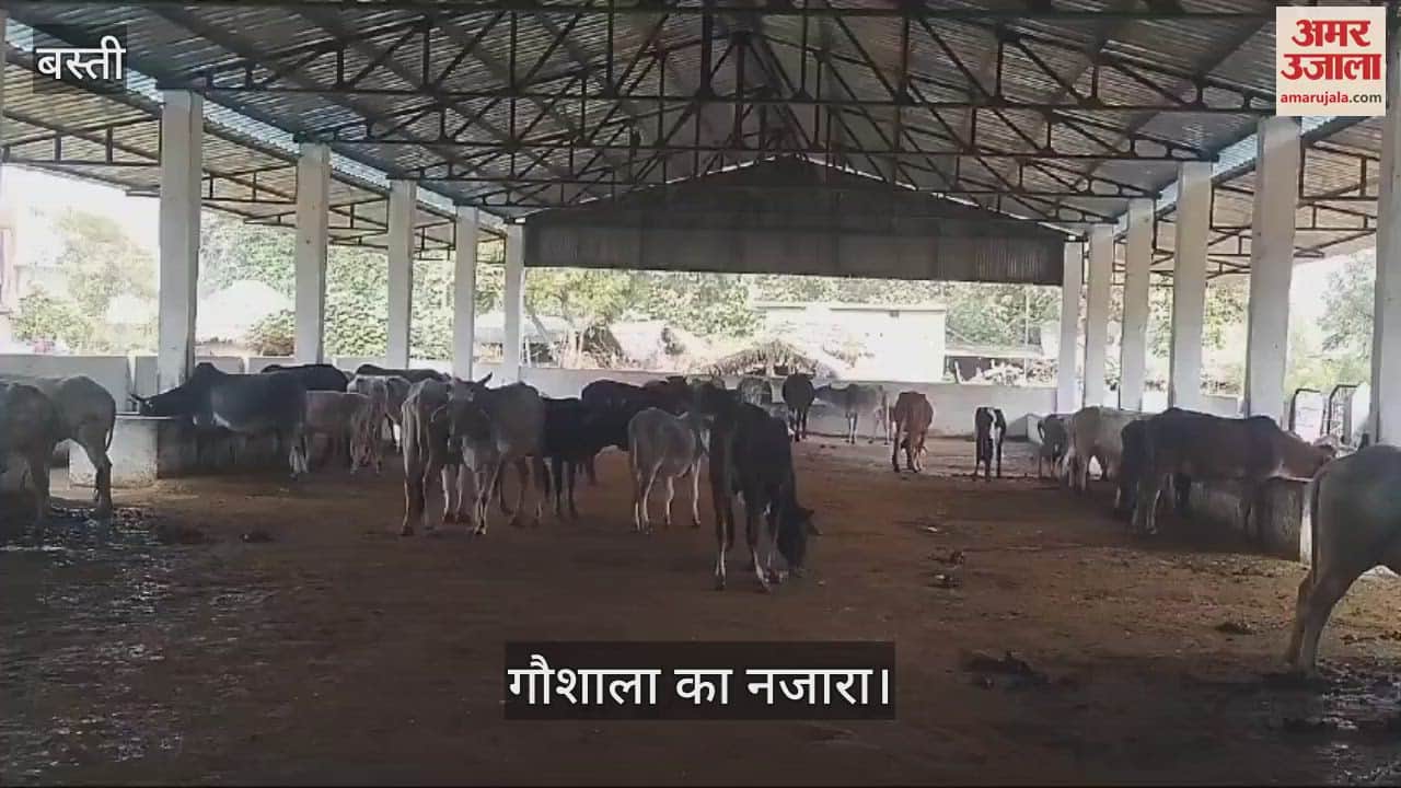 VIDEO : There is no adequate arrangement to protect from cold in the cow shed