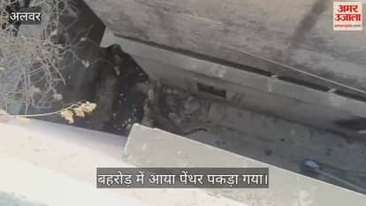 Alwar News: Forest department caught the panther that entered Behror within 24 hours