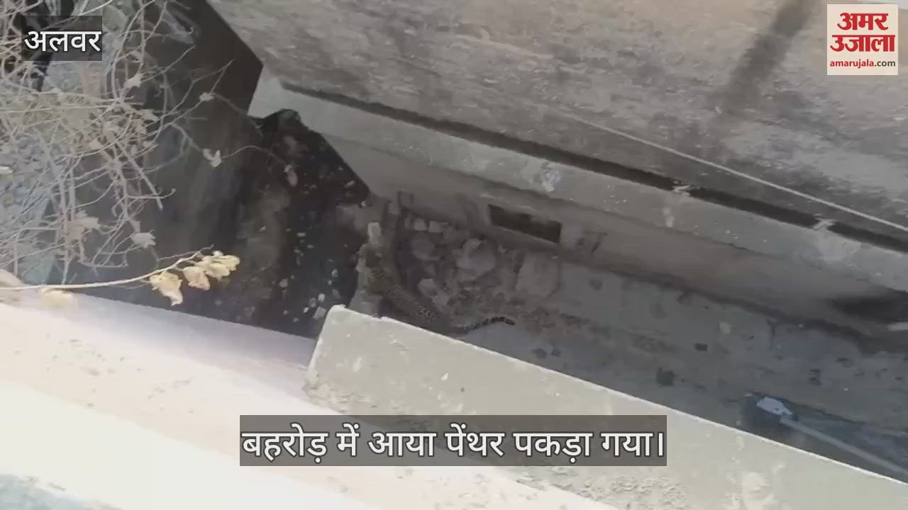 Alwar News: Forest department caught the panther that entered Behror within 24 hours
