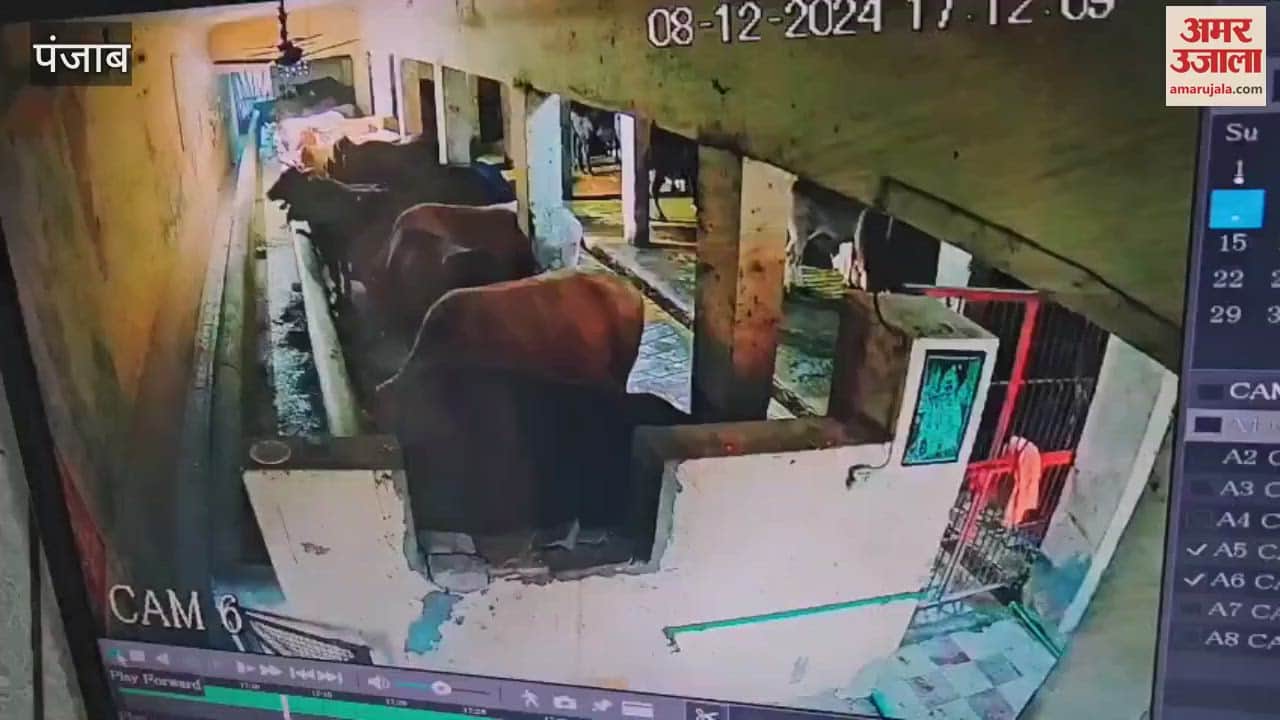 VIDEO : Many Animals died under suspicious circumstances at Gaushala in Phagwara