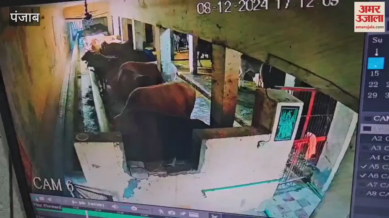 VIDEO : Many Animals died under suspicious circumstances at Gaushala in Phagwara