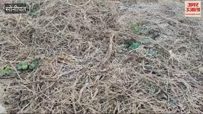 VIDEO : Sonipat recorded a temperature of 3.2 degrees, in the morning frost was found deposited on the stubble in fields