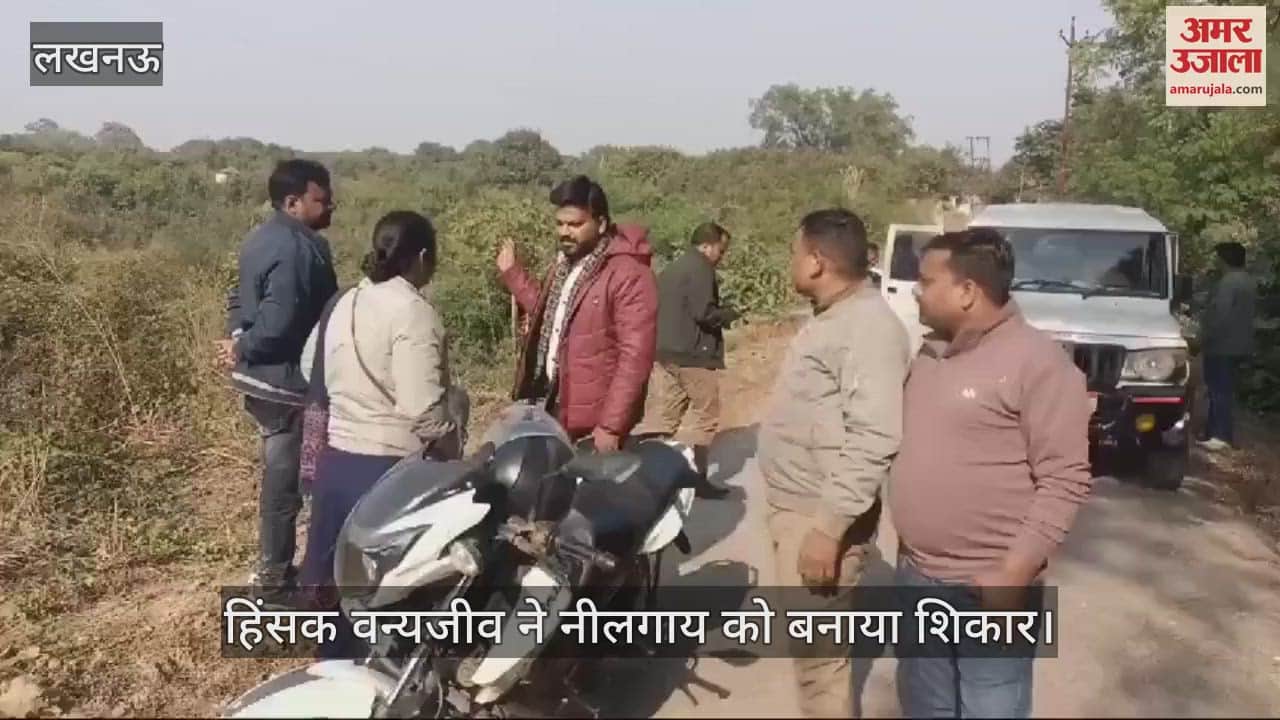 VIDEO : हिंसक वन्यजीव ने नीलगाय को बनाया शिकार... लोगों में दहशत, एक से अधिक होने की आशंका