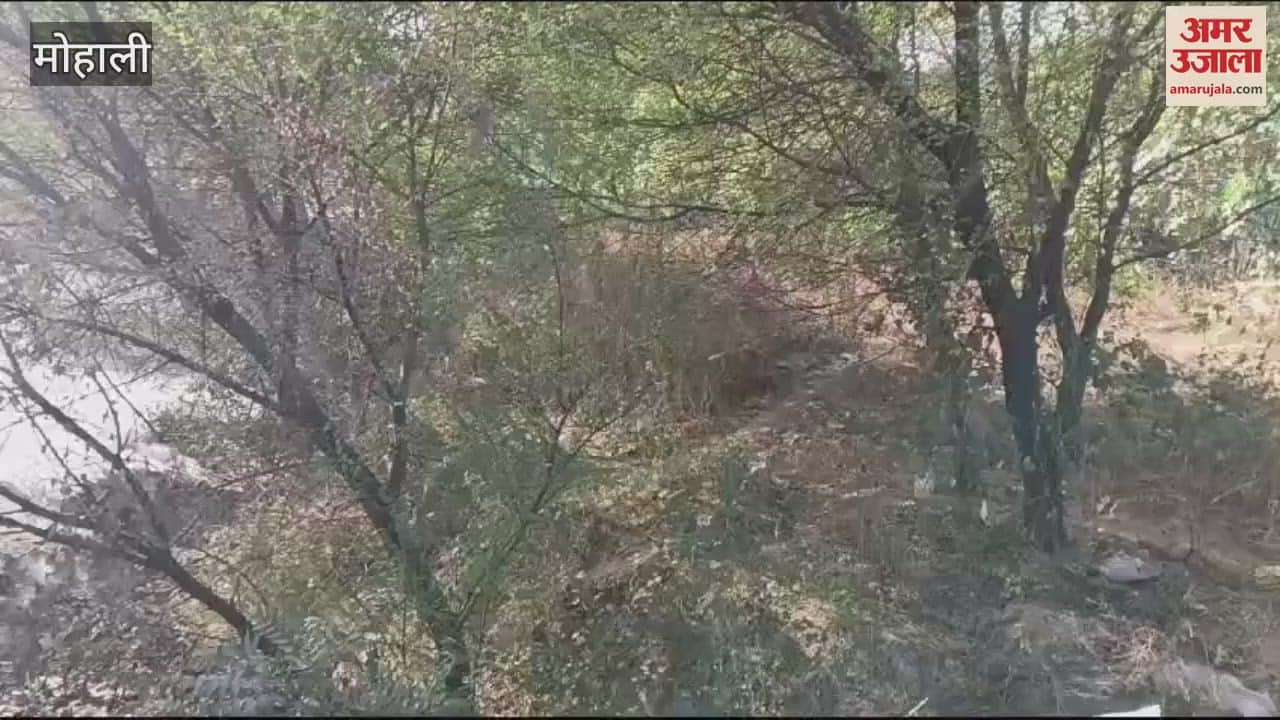 VIDEO : Incidents of fire in forests of Mohali