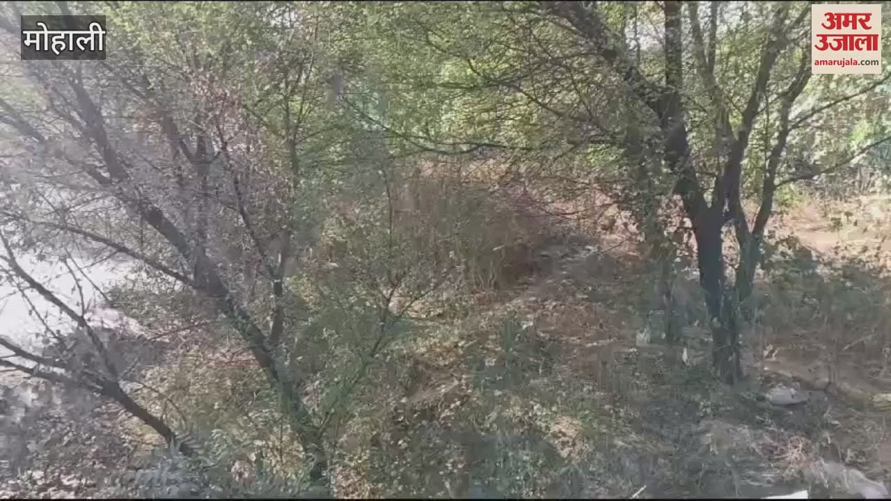 VIDEO : Incidents of fire in forests of Mohali