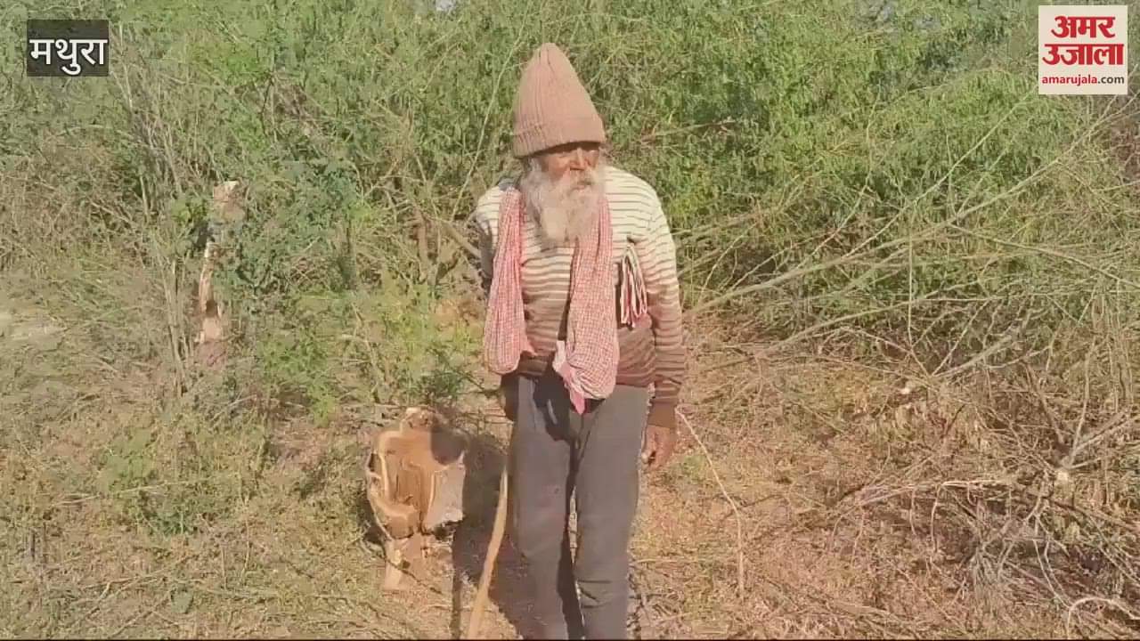 VIDEO : अक्रूर के जंगल से काटे जा रहे पेड़