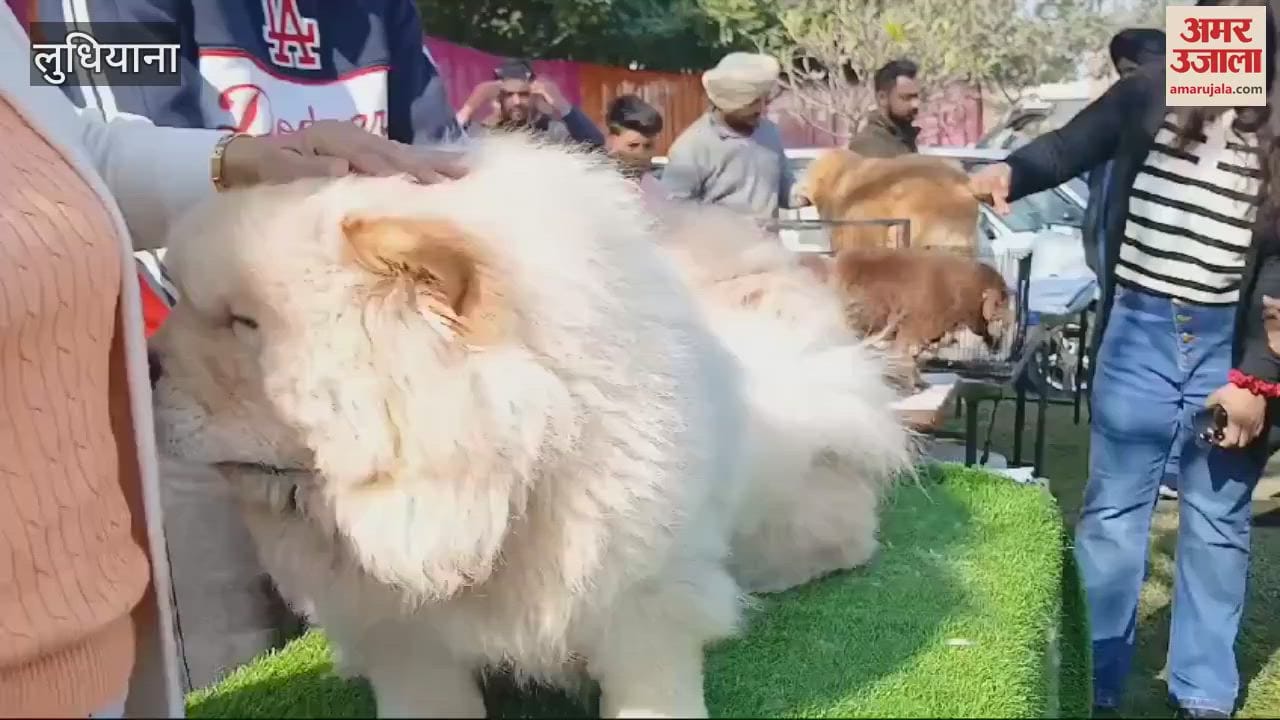 VIDEO : गुरु अंगद देव वेटरनरी एंड एनिमल साइंस यूनिवर्सिटी में डॉग शो