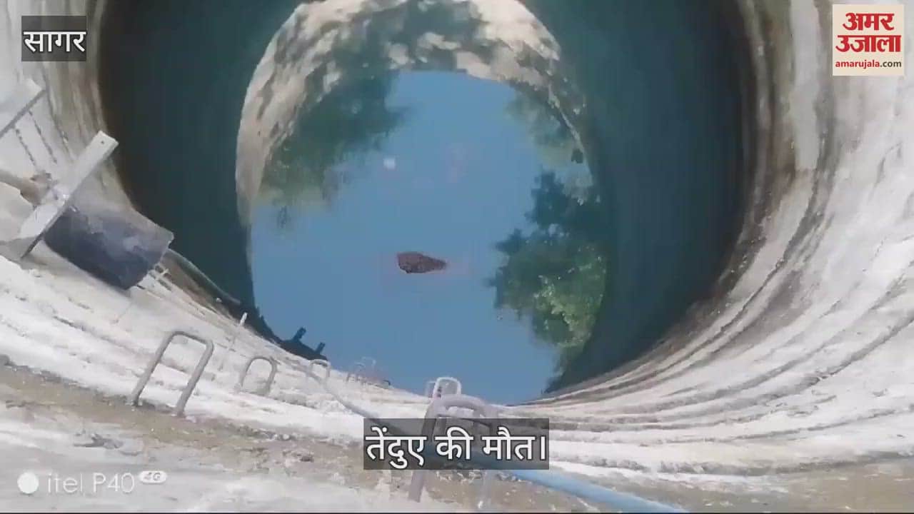 Sagar News Leopard body found floating in well two leopards died in a week