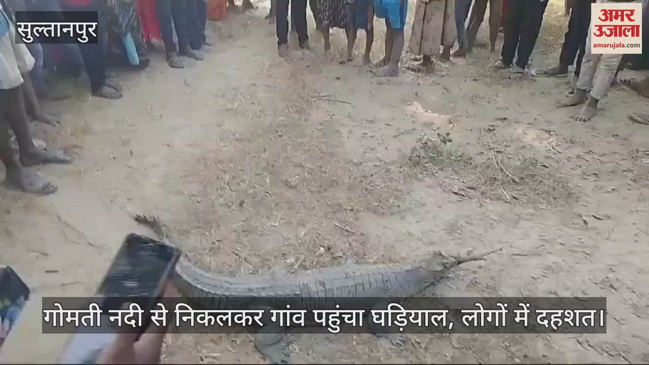 VIDEO : गोमती नदी से निकलकर गांव पहुंचा घड़ियाल, लोगों में दहशत