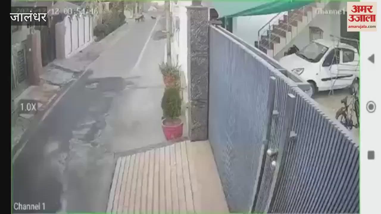 VIDEO : dogs attacked an elderly woman in Jalandhar