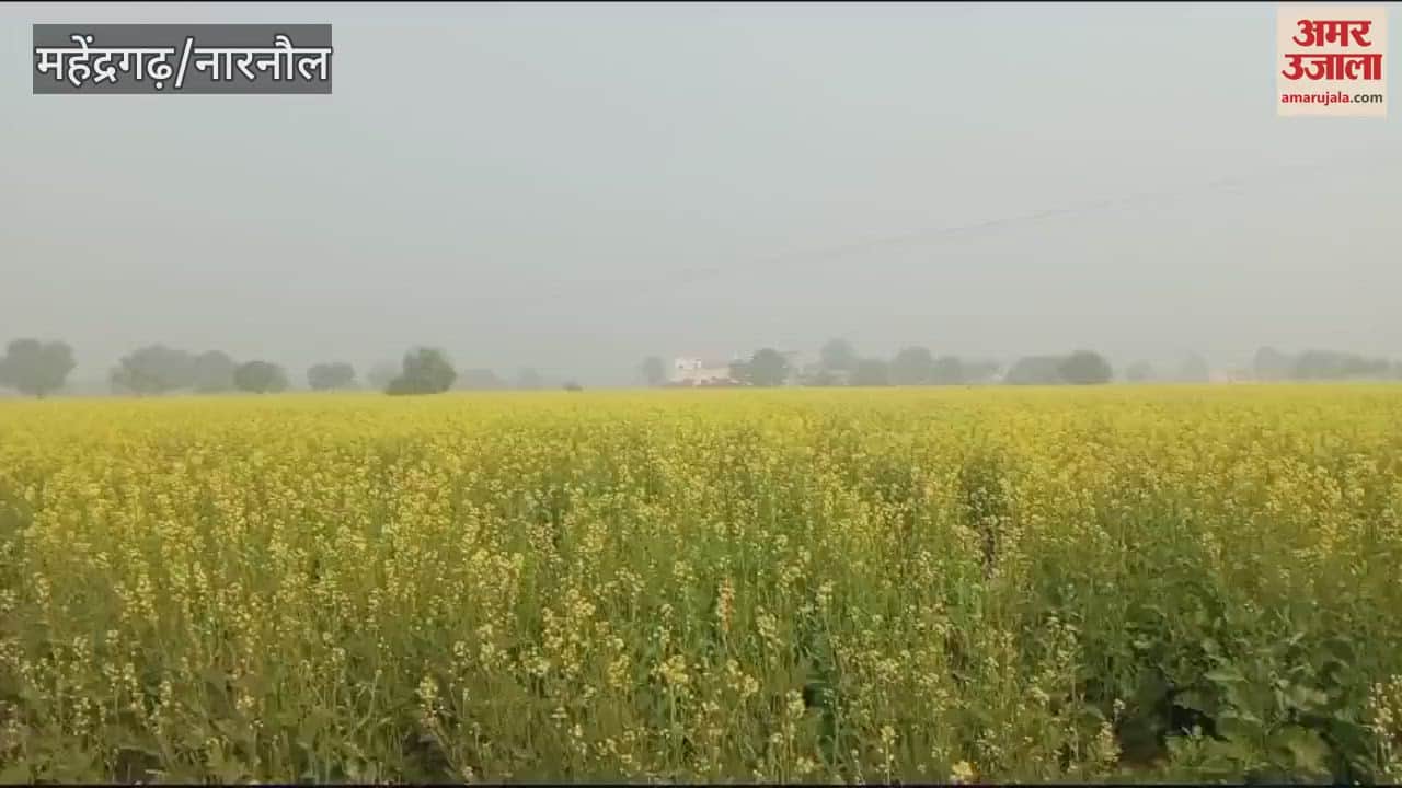 VIDEO : Fog in Narnaul dimmed the brightness of the Sun God, temperature recorded near 2.5