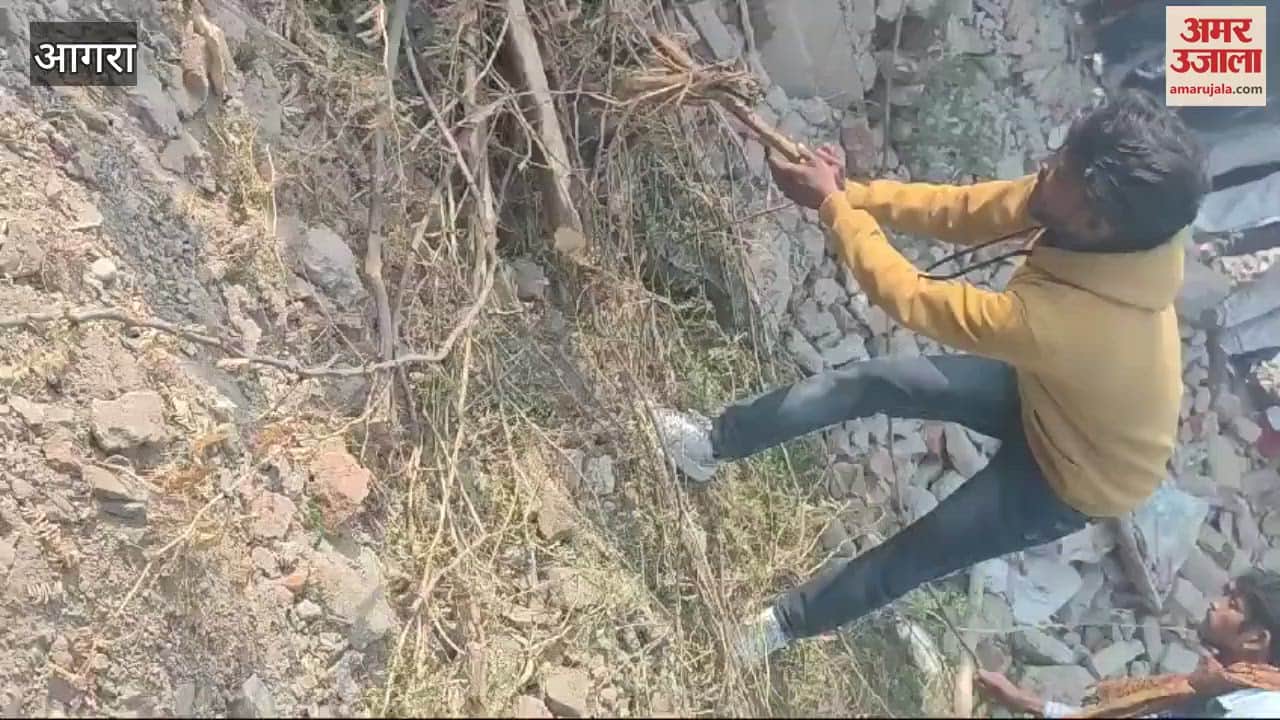 VIDEO : मगरमच्छ को रस्सी में बांध सड़क पर ले आए ग्रामीण, मची अफरा-तफरी...