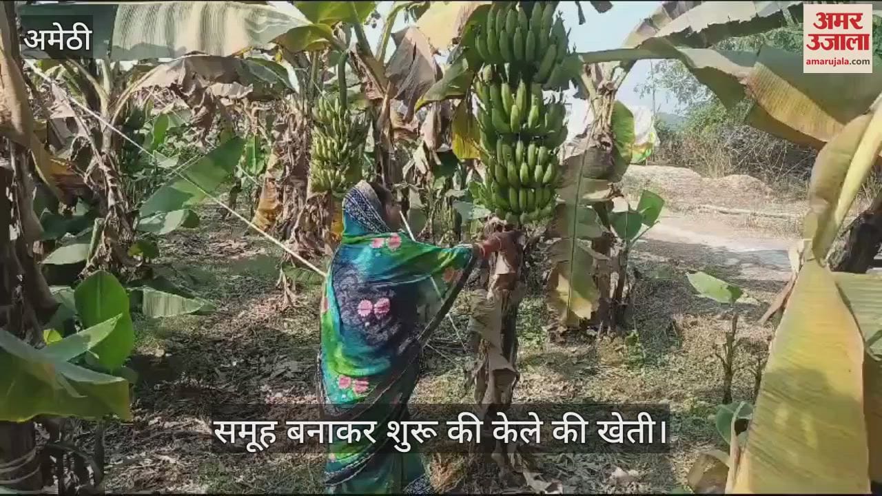 VIDEO : Amethi: समूह की महिलाओं ने केले की खेती कर बनाई पहचान, 70 हजार की लागत से शुरू की केले की खेती