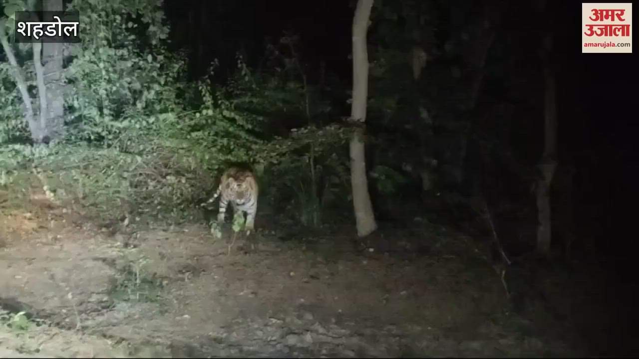 Tiger seen on the roadside, vehicle riders scared, local forest staff not even aware