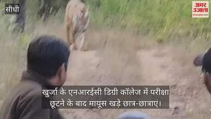 Hearing the roar of the lion, the tourists were stunned and told the driver to drive back.