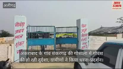 VIDEO : अकराबाद के गांव शंकरगढ़ की गोशाला में गोवंश की हो रही दुर्दशा, ग्रामीणों ने किया धरना-प्रदर्शन