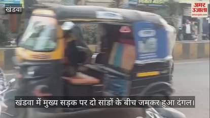 Khandwa test of power between black and white bulls on road result of this havoc created by bulls was a tie