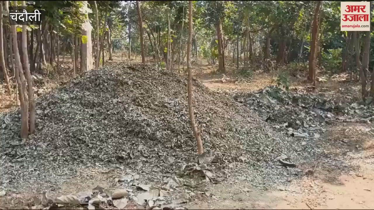 VIDEO : Due negligence responsible people forest basil cut sanctuary area forest mafia openly active