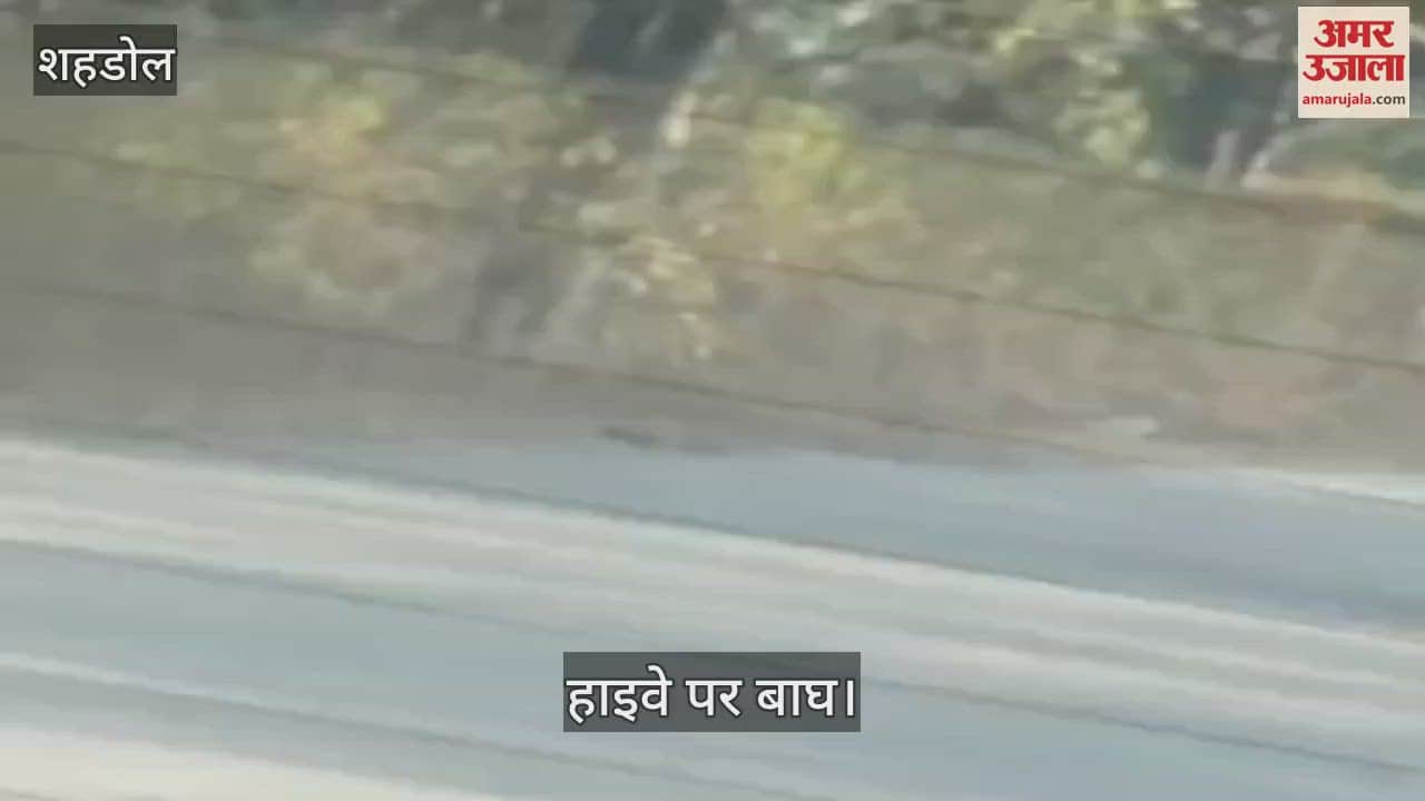 Shahdol News: Vehicles' speed slowed down due to tiger's arrival on Shahdol-Katni highway