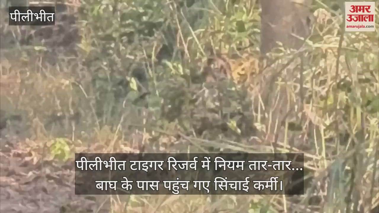VIDEO : पीलीभीत टाइगर रिजर्व में नियम तार-तार... बाघ के पास पहुंच गए सिंचाई कर्मी