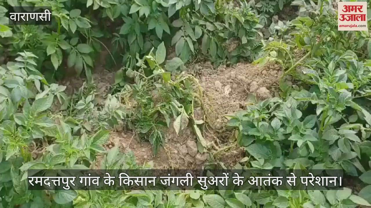 VIDEO : Wild pigs terrorize the fields of Chandauli; farmers' potato crop destroyed plea for relief