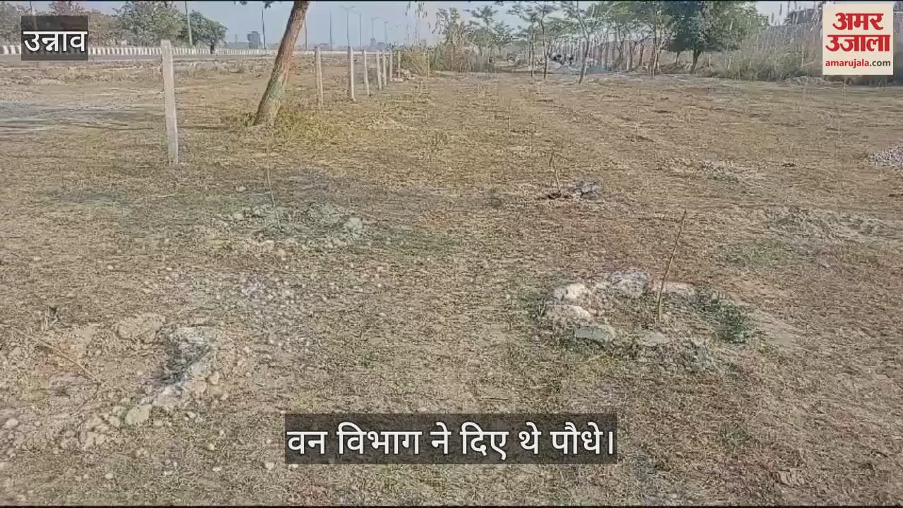 VIDEO : Two thousand plants were planted together in Trans Ganga City, dried up due to lack of maintenance