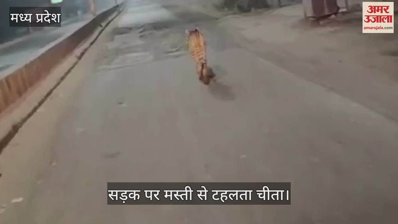 Sheopur Cheetah Video Cheetah strolling merrily on road satiated its hunger by hunting a dog