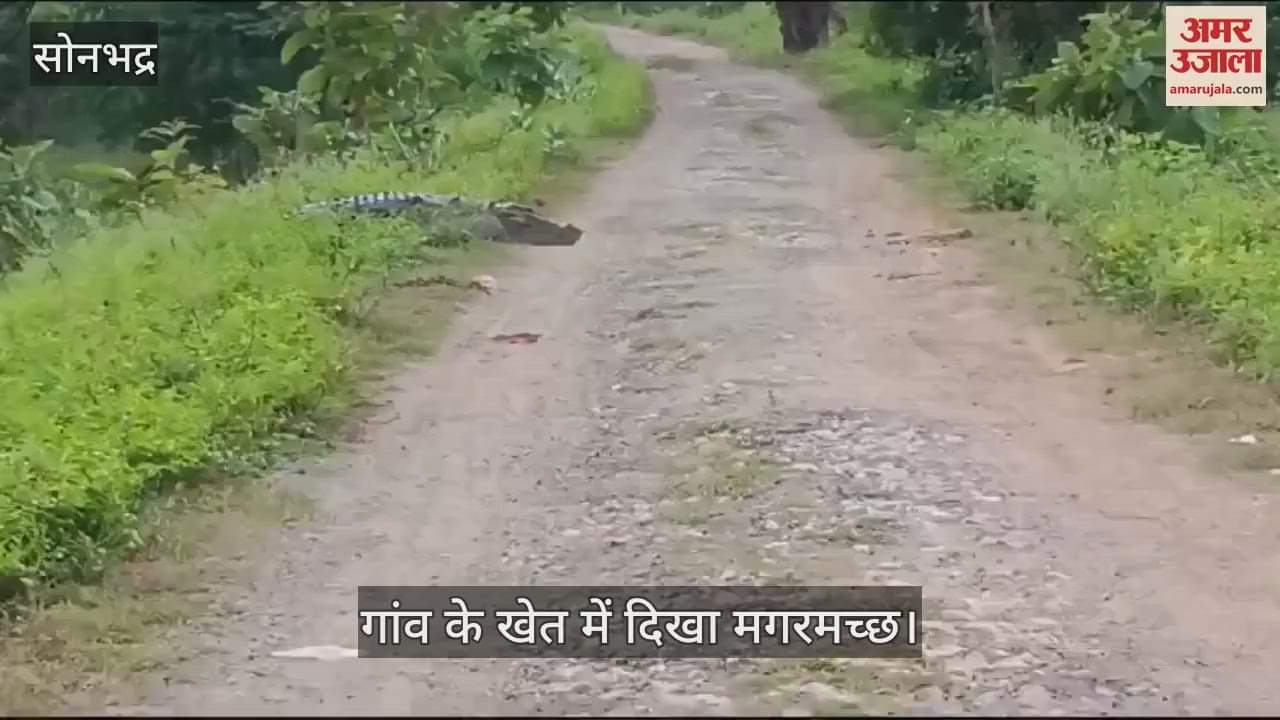 VIDEO : Three crocodiles were seen roaming in Gadiya village of Sonbhadra