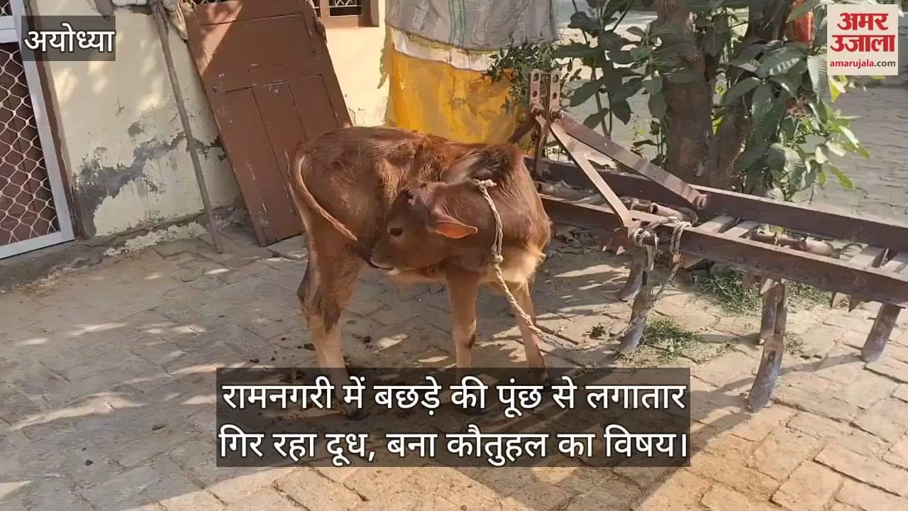 VIDEO : रामनगरी में बछड़े की पूंछ से लगातार गिर रहा दूध, बना कौतुहल का विषय