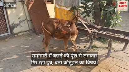 VIDEO: Milk continuously falling from calf's tail in Ramnagari, becomes a subject of curiosity VIDEO: Milk continuously falling from calf's tail in Ramnagari, becomes a subject of curiosity