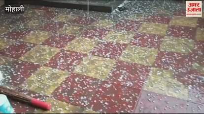 VIDEO : मोहाली में बारिश के साथ गिरे ओले