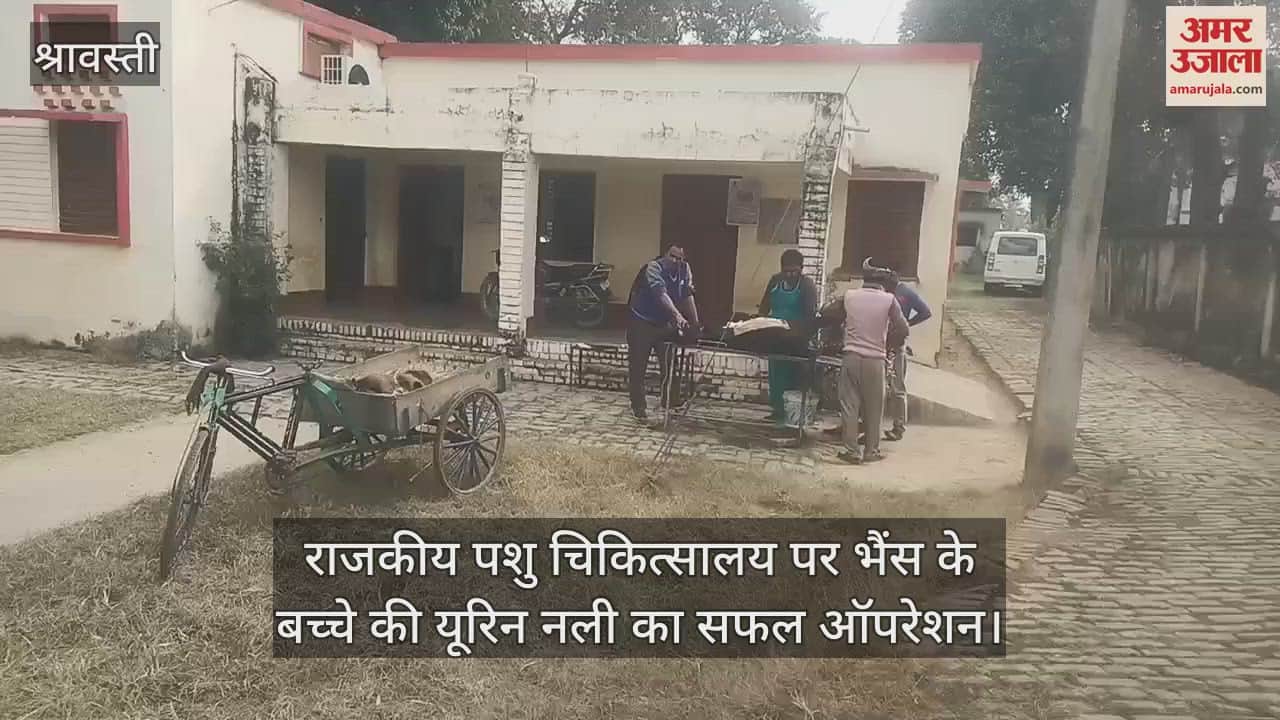 VIDEO : राजकीय पशु चिकित्सालय पर भैंस के बच्चे की यूरिन नली का सफल ऑपरेशन