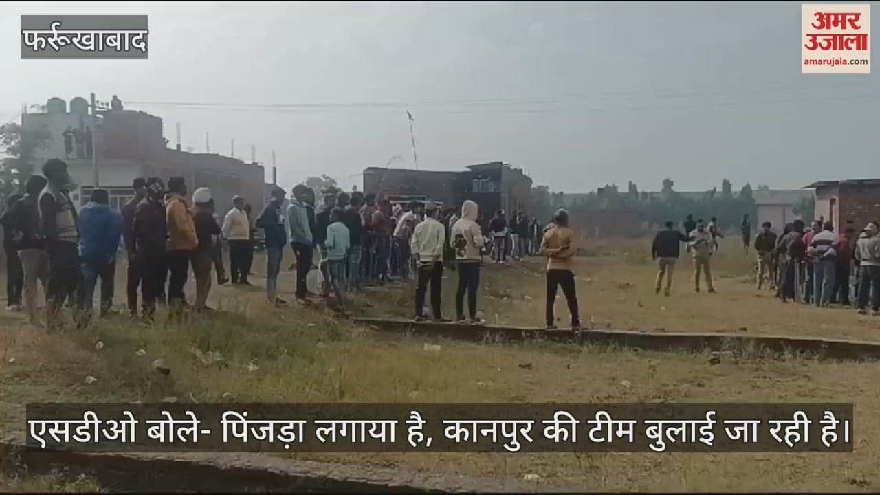 VIDEO : फर्रुखाबाद में तेंदुआ ने भैंस के बच्चे को मारा, खींचकर खेतों में खाया काफी हिस्सा, SDO बोले- पिंजड़ा लगाया है