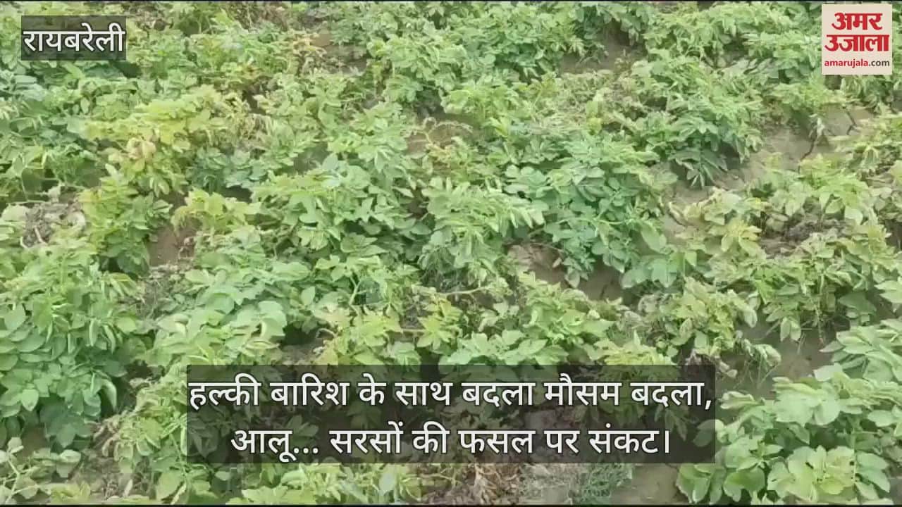 VIDEO : हल्की बारिश के साथ बदला मौसम बदला, आलू... सरसों की फसल पर संकट