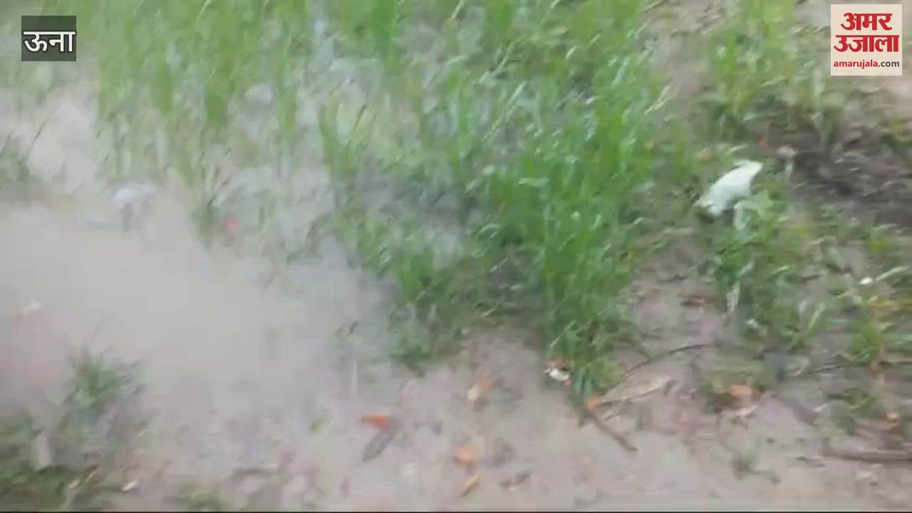 VIDEO : The rain that has been happening for the last two days has brought relief from the dry cold and is a boon for the crops