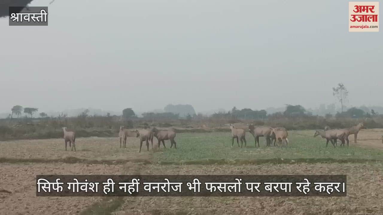 VIDEO : श्रावस्ती में सिर्फ गोवंश ही नहीं वनरोज भी फसलों पर बरपा रहे कहर