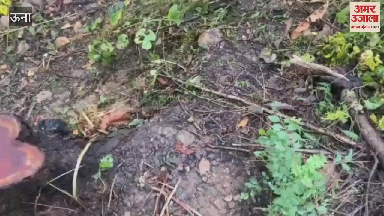 VIDEO : As soon as the news of illegal felling of Khayr trees was published the forest department team reached the forests to inspect them