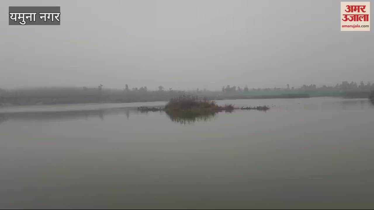 VIDEO : ठंड बढ़ने से क्षेत्र में बढ़ी विदेशी परिंदों की संख्या