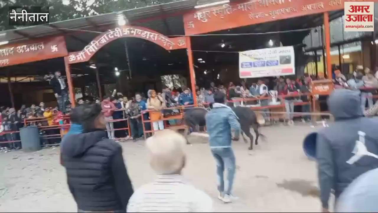 VIDEO : नया साल...रामनगर के गर्जिया पहुंचे भक्त, मंदिर परिसर में आपस में भिड़ गए दो सांड; मची अफरा-तफरी