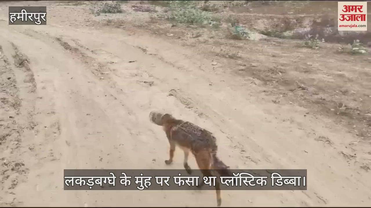 VIDEO : हमीरपुर में दिनदहाड़े दिखा खूंखार लकड़बग्घा, मुंह पर फंसा था प्लॉस्टिक का डिब्बा, वन विभाग की टीम रेस्क्यू में जुटी