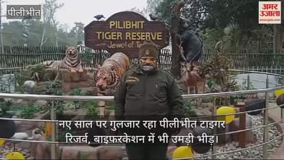 VIDEO : नए साल पर गुलजार रहा पीलीभीत टाइगर रिजर्व, बाइफरकेशन में भी उमड़ी भीड़