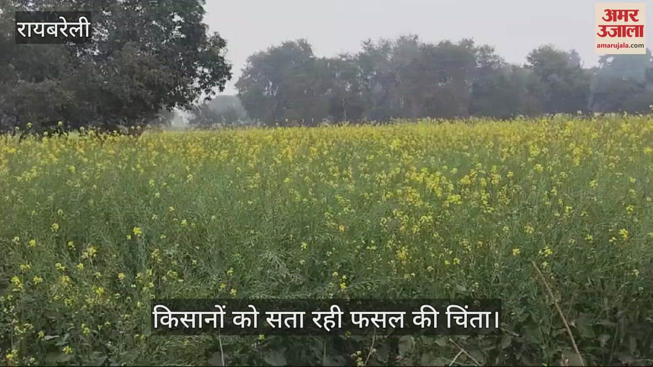VIDEO : Raebareli: सर्दी का सितम सरसों और आलू की फसल को कर रहा कमजोर, जानें - क्या कहते हैं किसान