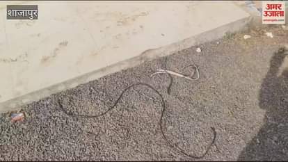 Shajapur News Thieves raid gas warehouse miscreants steal about 30 gas tanks watch video