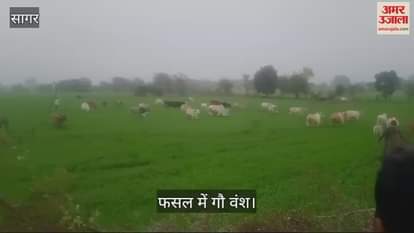 Sagar News: 400 years old tradition of village Rajauli, feast is given to animals in the field