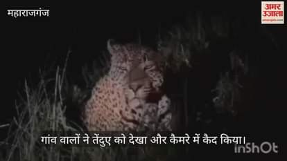 VIDEO : Spent the night in terror, spent the whole day searching for the leopard.