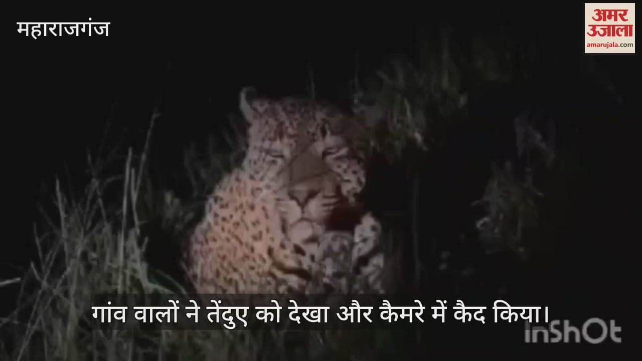 VIDEO : Spent the night in terror, spent the whole day searching for the leopard.